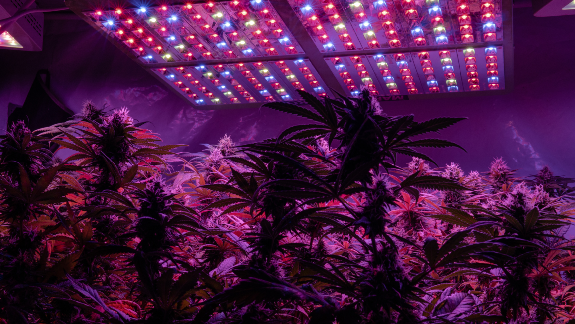 cannabis_growing